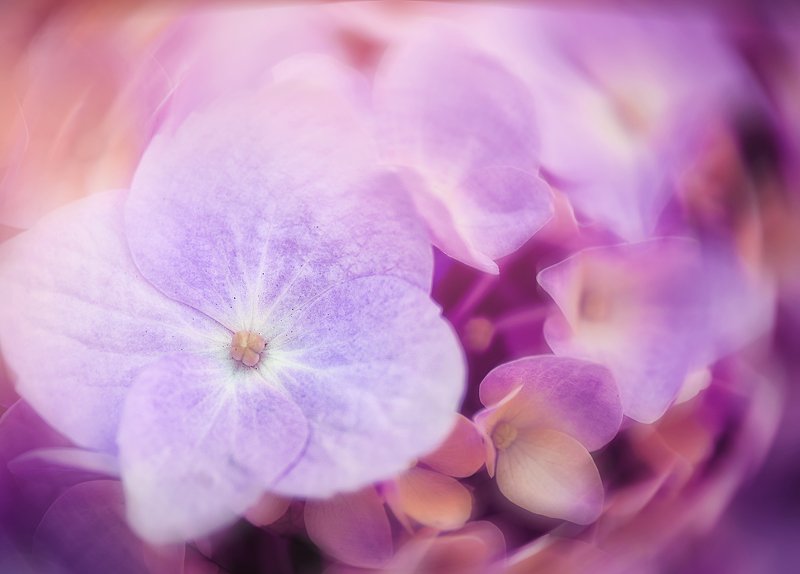 antrisolja, floral, pink, macro Floral mood  фото превью