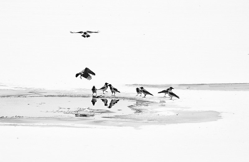 Птицы на зимнем пруду фото превью