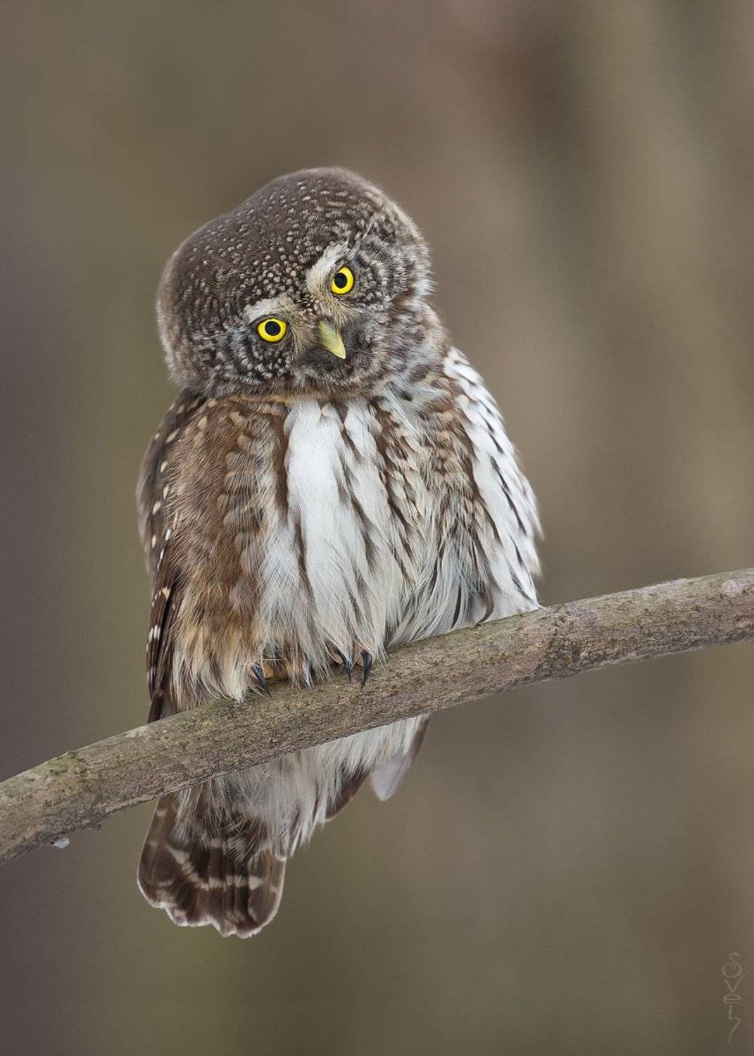 воробьиный сыч, сова, Байбекова Светлана
