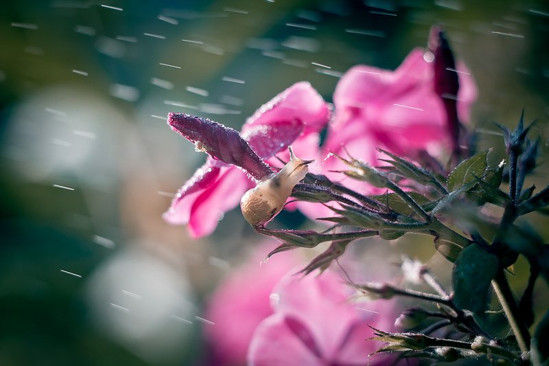 улитка, макро, боке, брызги, вода, закат, солнце, трава, сказка, цветок, розовый, любопытство, лето, macro Про улитку в розовых цветах фото превью