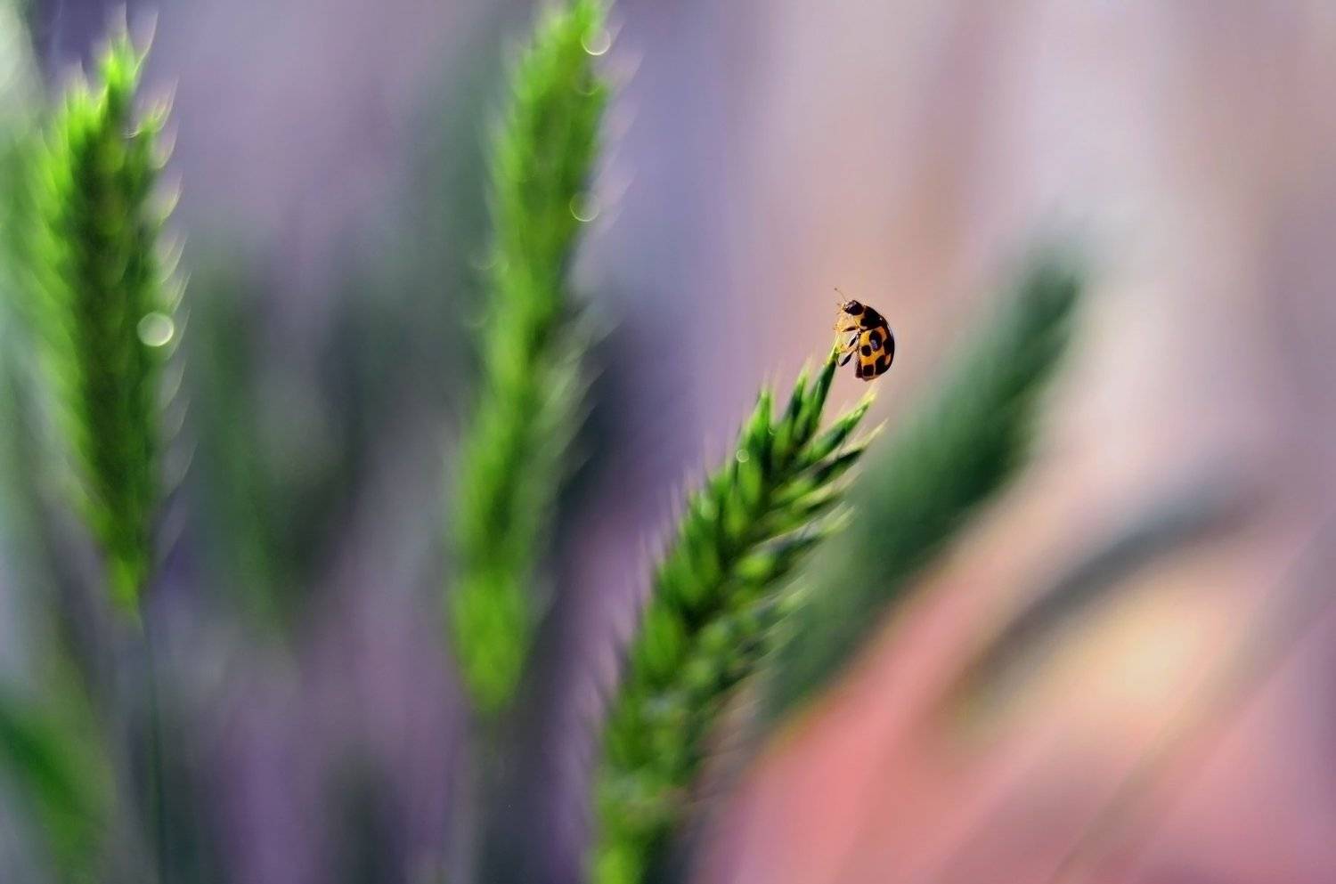 макро, насекомые, коровка, божья коровка, волшебство, макро мир, цвет,, Эля Draw