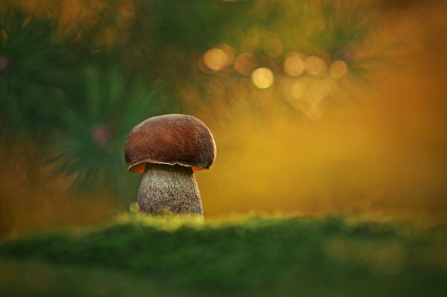 боровик, закат, Александр Гвоздь