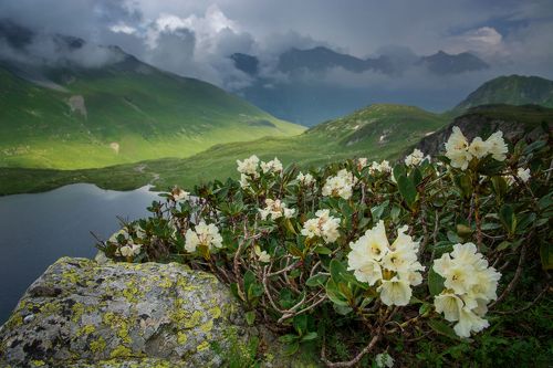 букет рододендронов