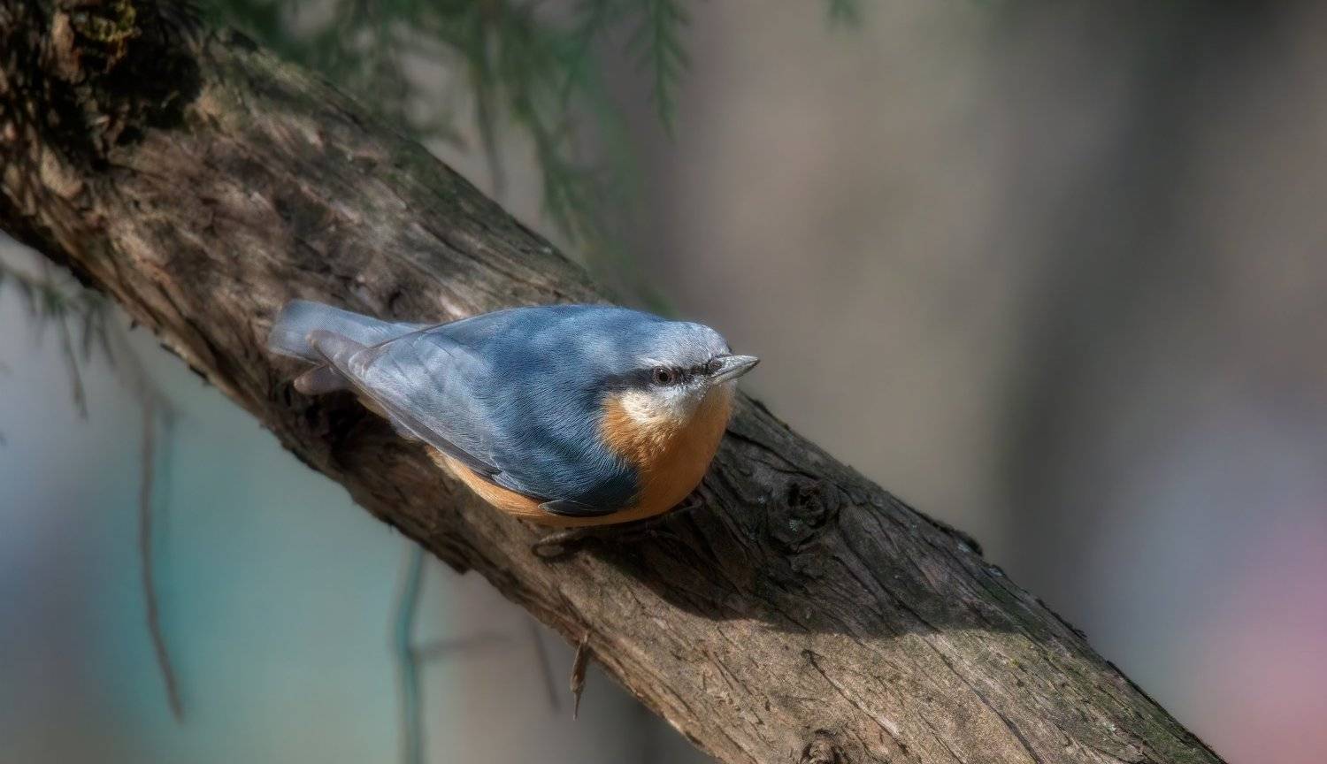 поползень, обработка, Alexander Plekhanov