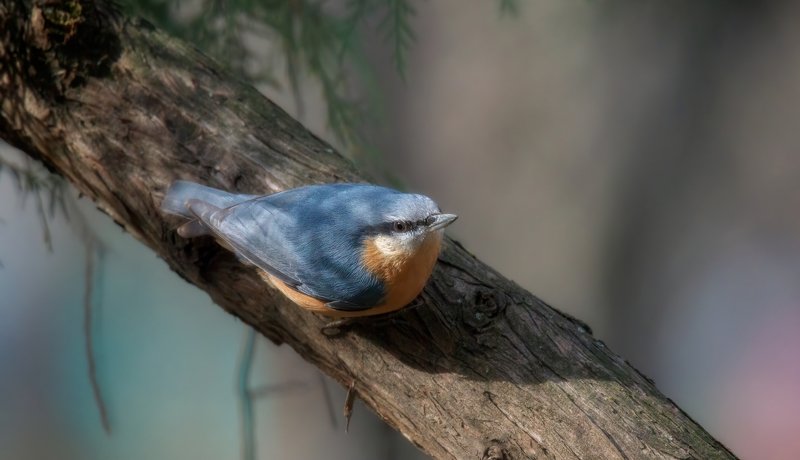 поползень, обработка НА МНЕ УЗОРОВ НЕТ фото превью