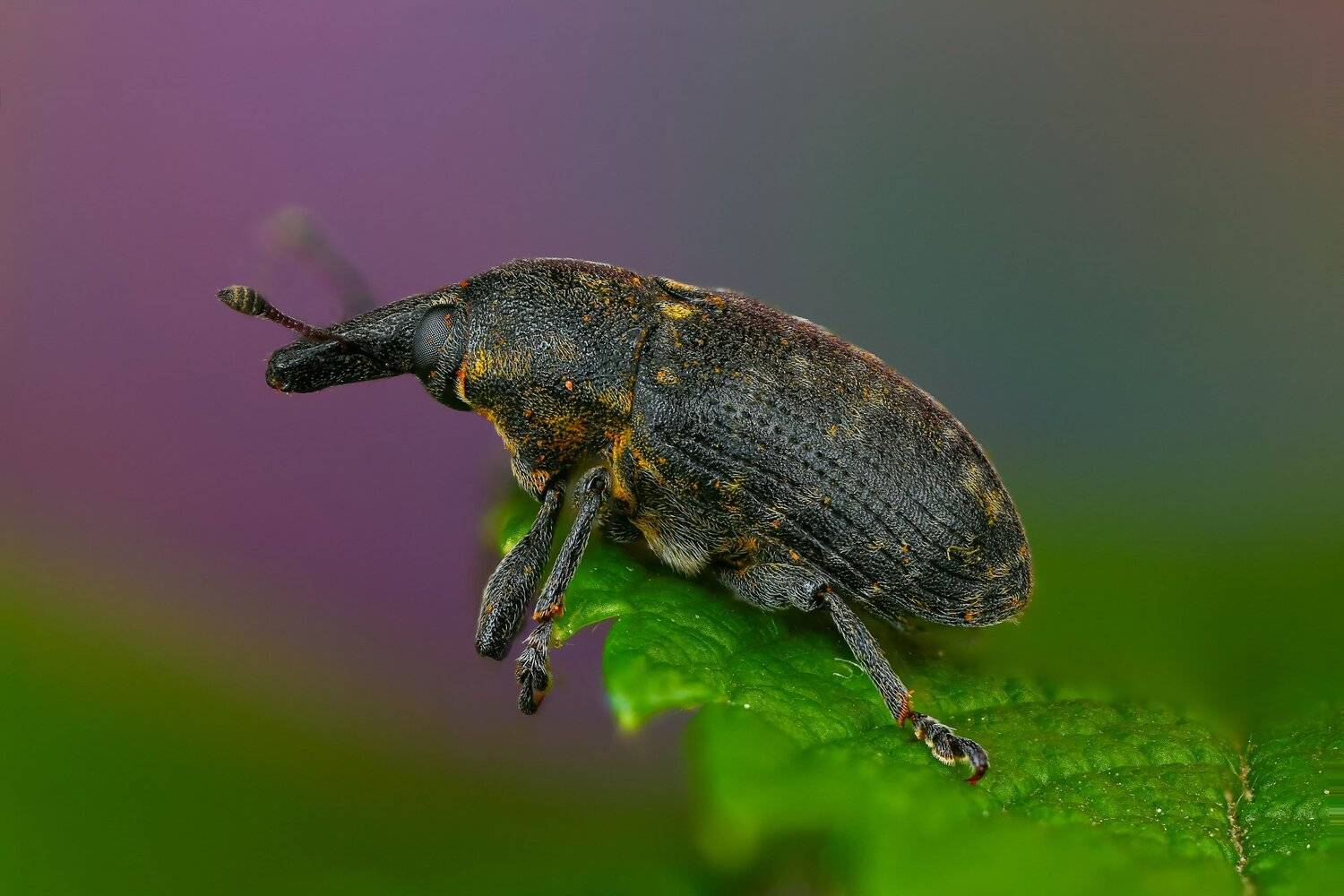 жук макро природа усы цвет зеленый растение фиолетовый, Андрей Шаповалов