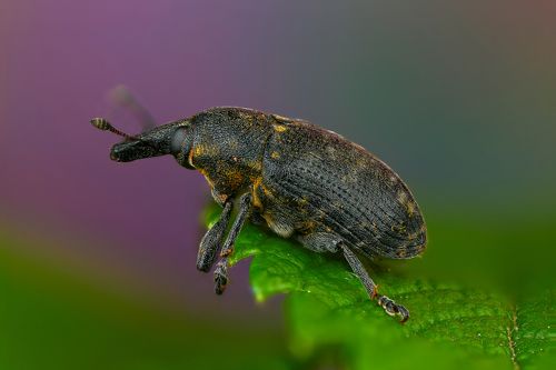 Чертополоховый ларин