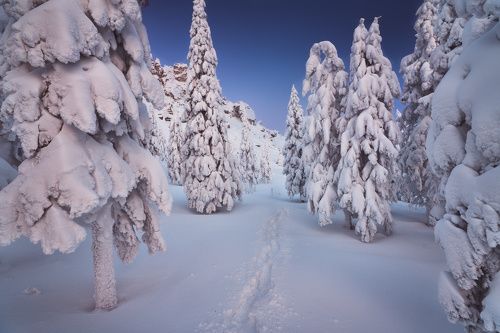 По следам зимы