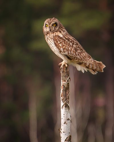 Болотная сова