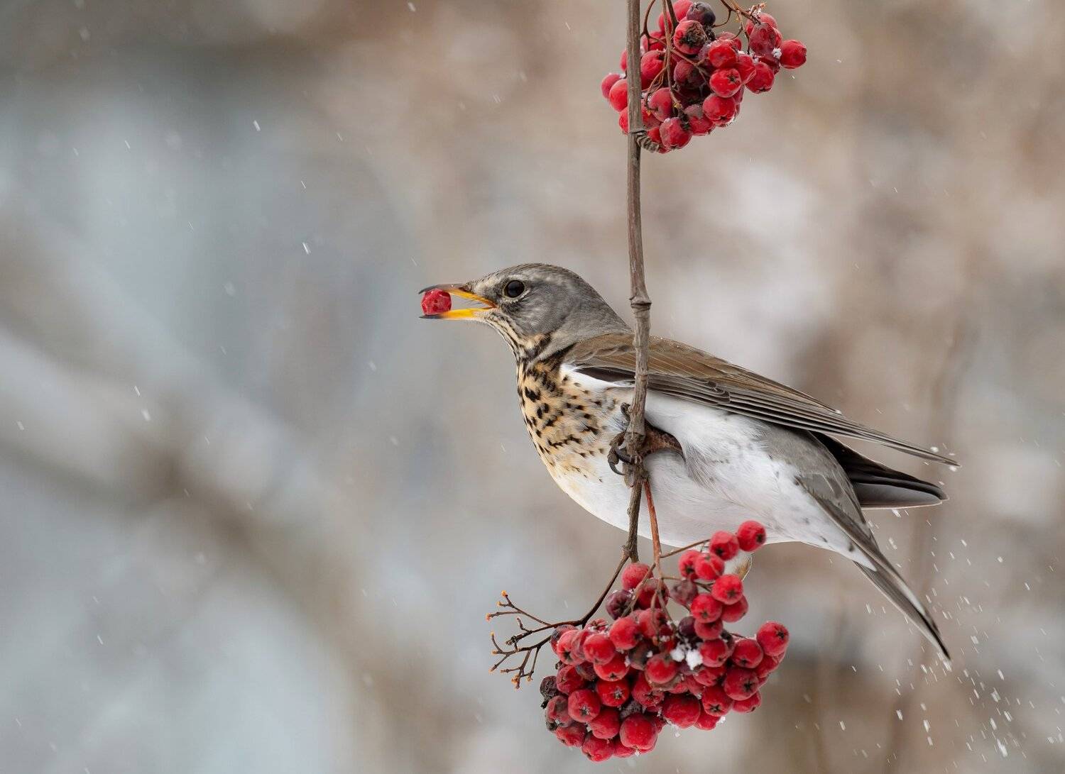 птицы,природа, зима, Андрей Киселёв