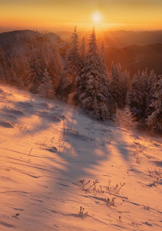 winter, trees, blizzard, snow, landscape, travel, nature, mountain, romania, cold, sunrise Golden Times фото превью