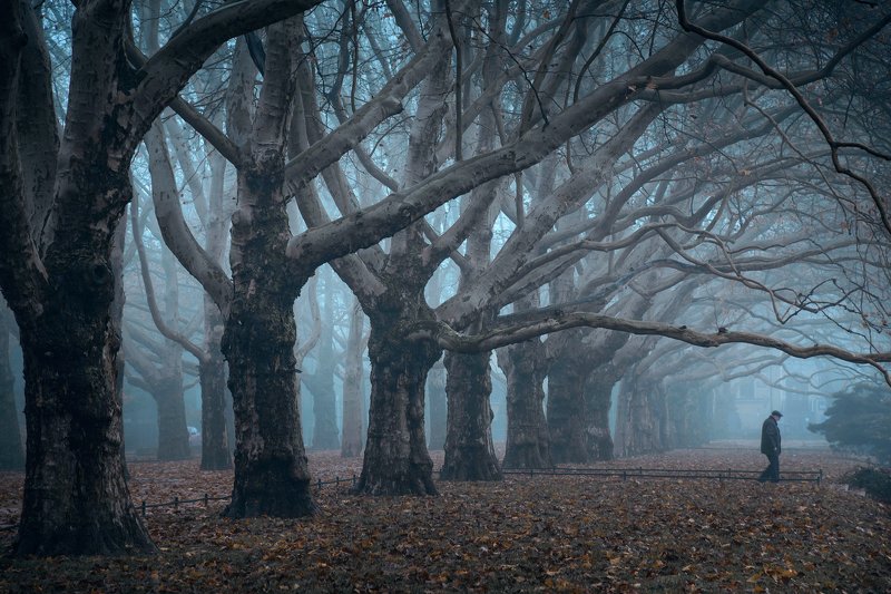 исчезающий vanishing old man trees dranikowski foggy morning platans tree path fog mist magic foggy исчезающий фото превью