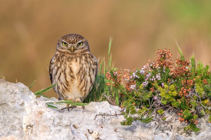 common owl фото превью