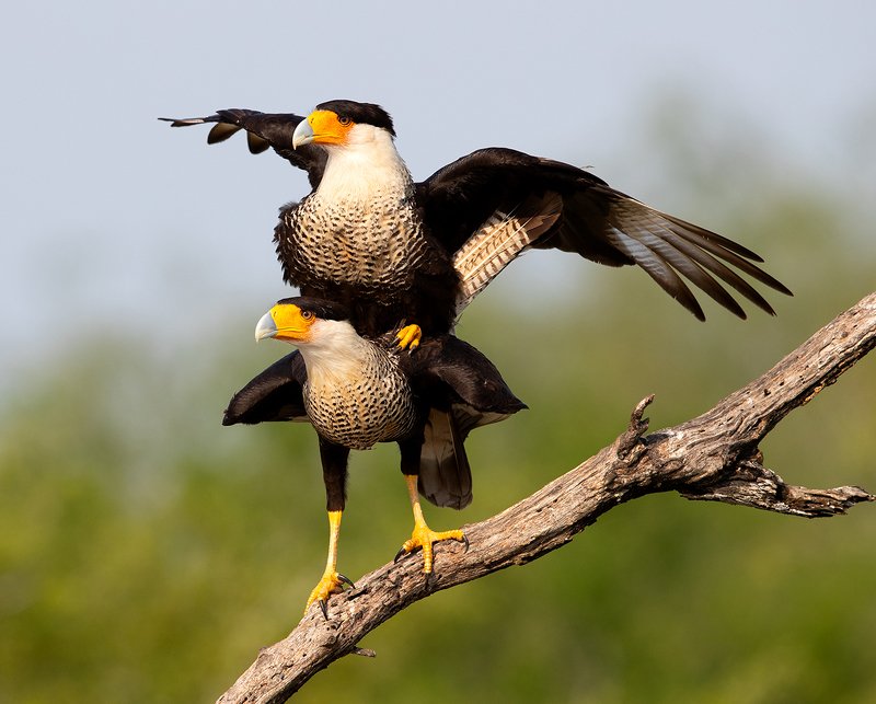 каракара, crested caracara, caracara, tx, texas, хищные птицы Happy Valentine\'s Day! Каракара - Caracara couple mating фото превью