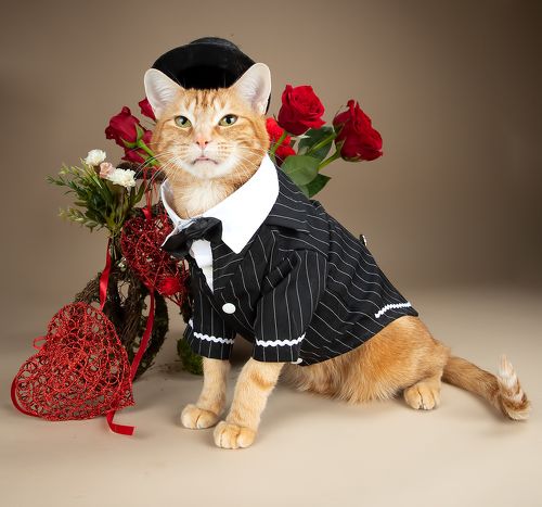 Happy Valentine's Day! Рыжик и Маркиз