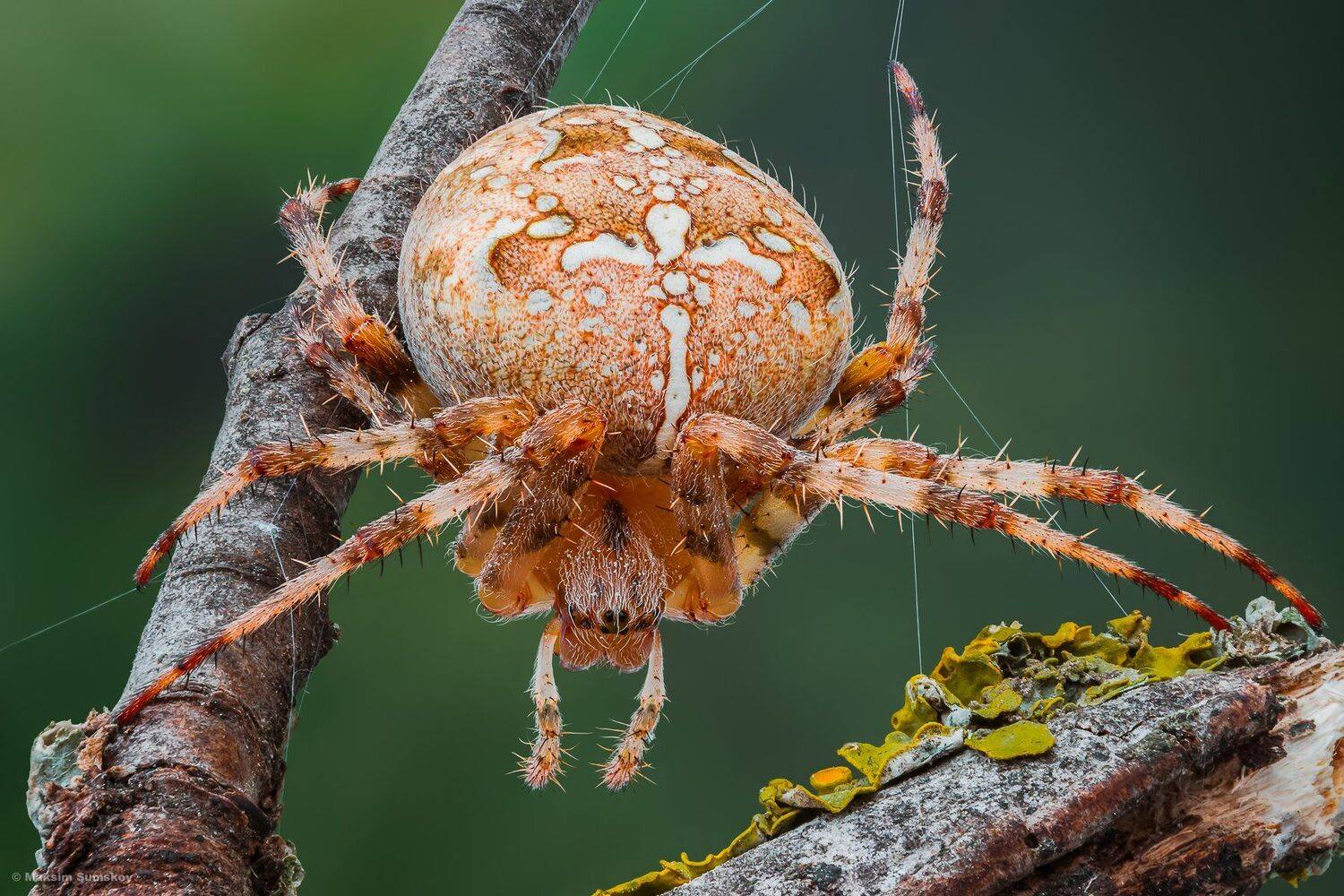макро,стекинг,паук,, Максим Сумской