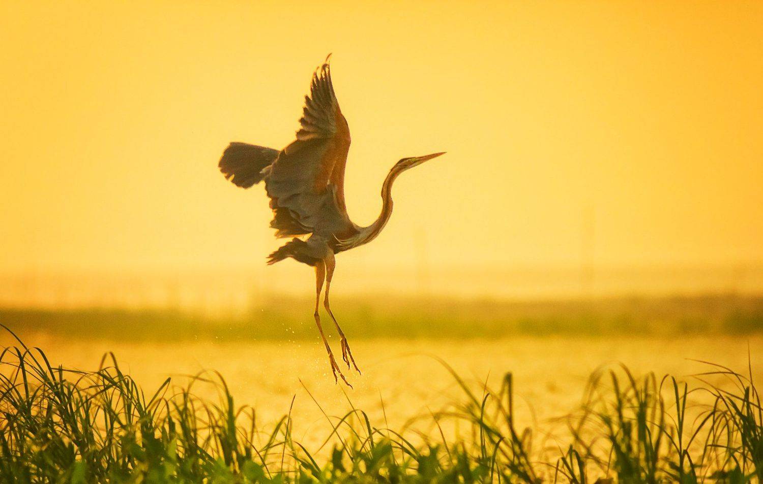 Birds,Purple_Moorhen,Deepor_Wetland,Assam,Guwahati,India, Samsul Huda Patgiri