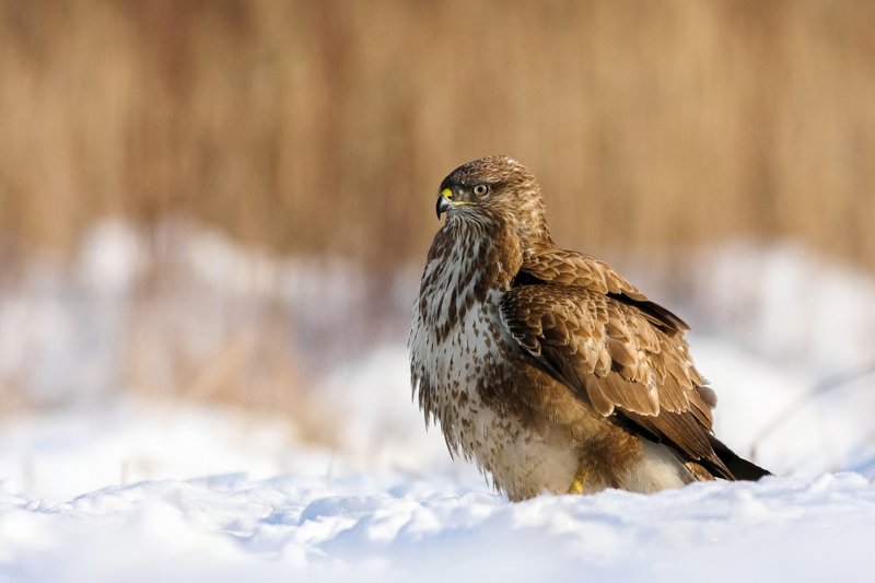 Buteo buteo фото превью