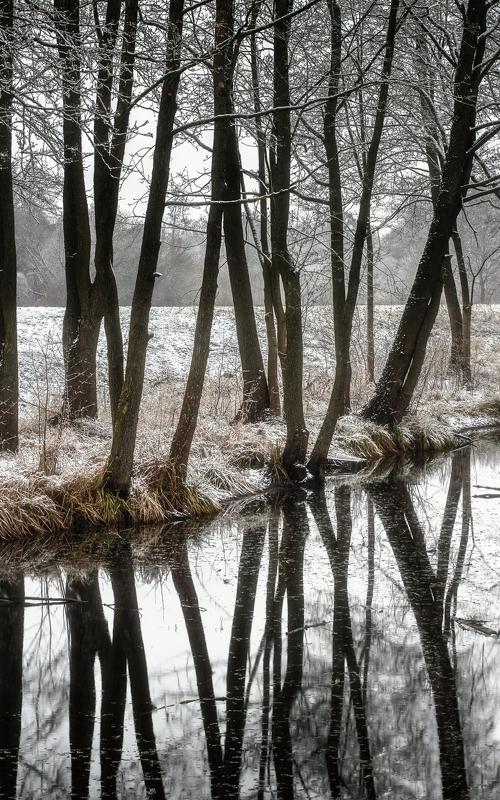 Reflection of trees фото превью
