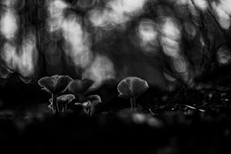 Iluminated фото превью