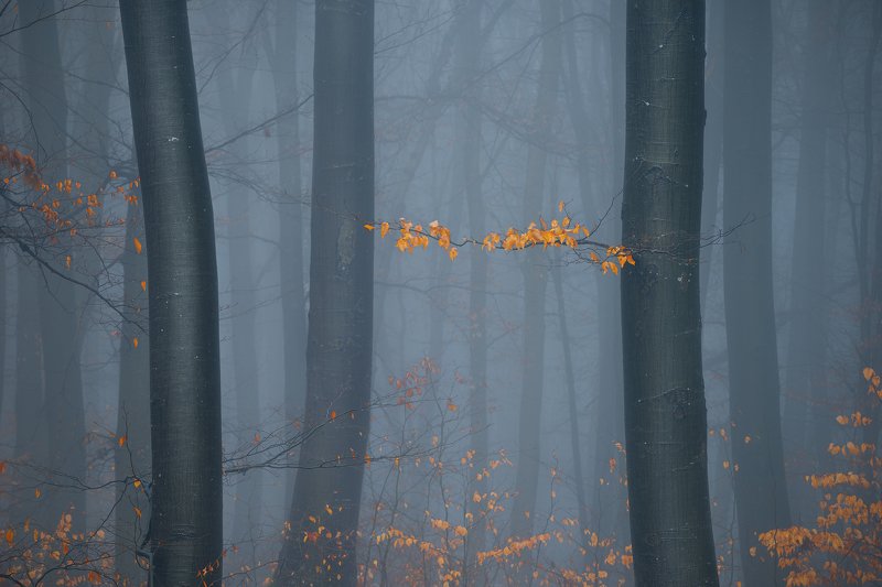 Bodies фото превью