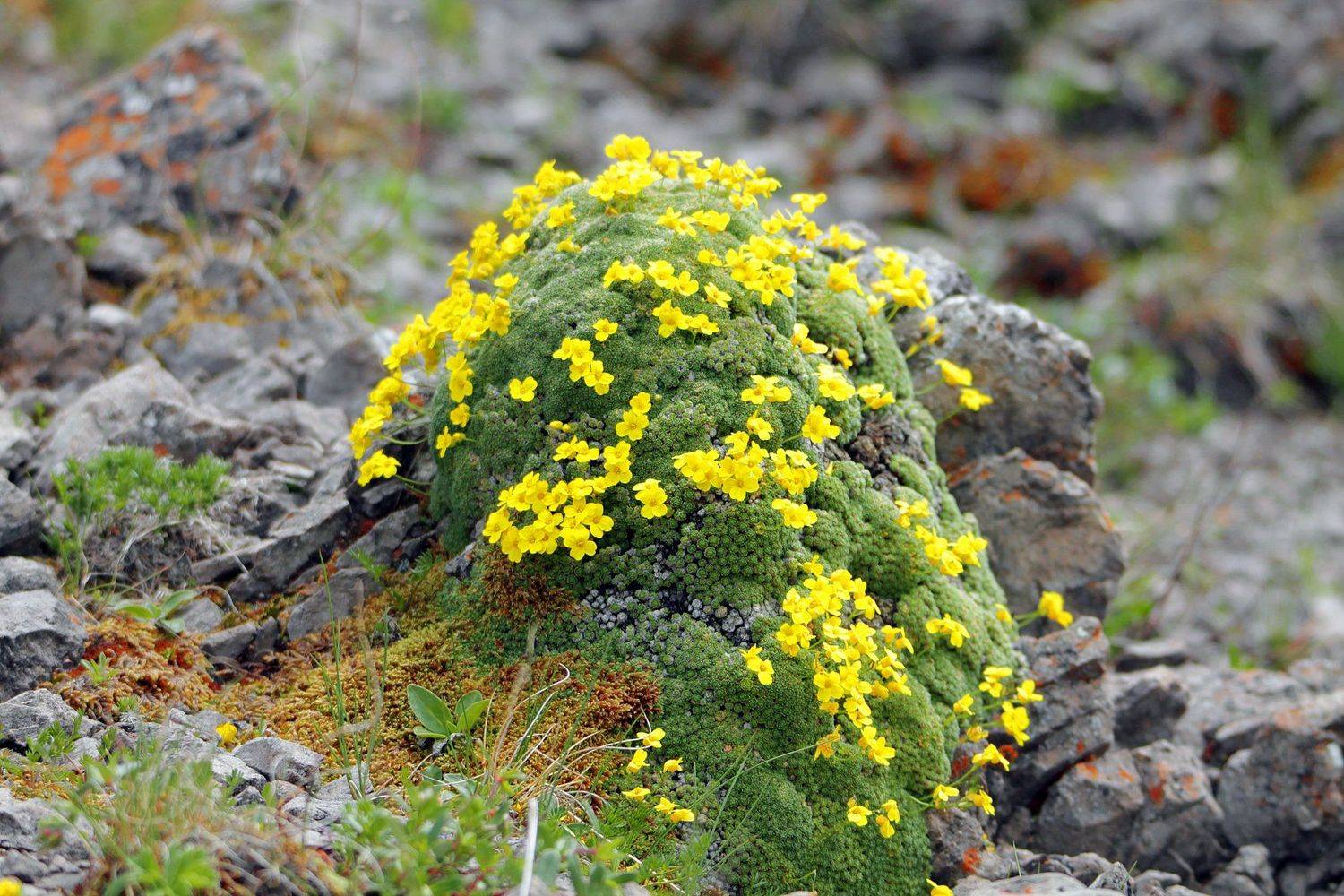 горы,весна.цветы.природа.чечня,, Marat Magov