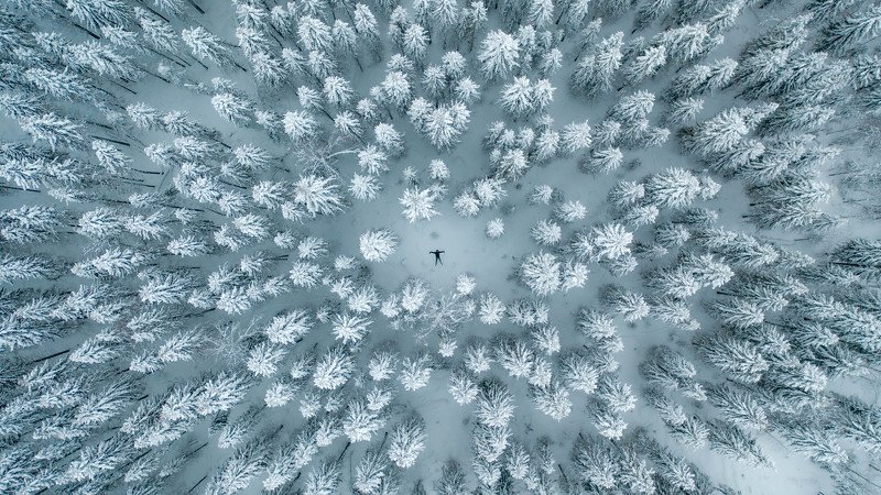 top view, overhead, topdown, aerial, winer, forest, tree, snow, white, pine Снежный лес в Республике Коми фото превью