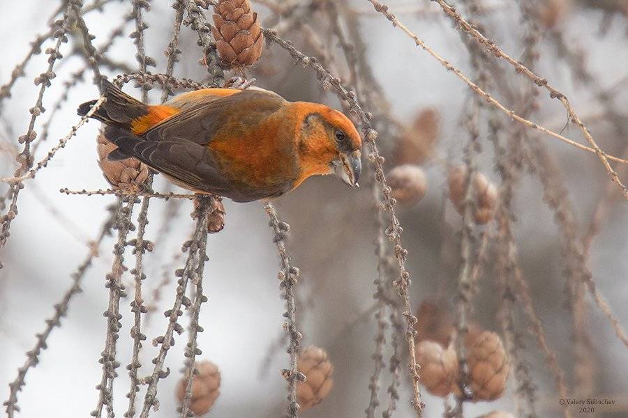 , Валерий Субачев