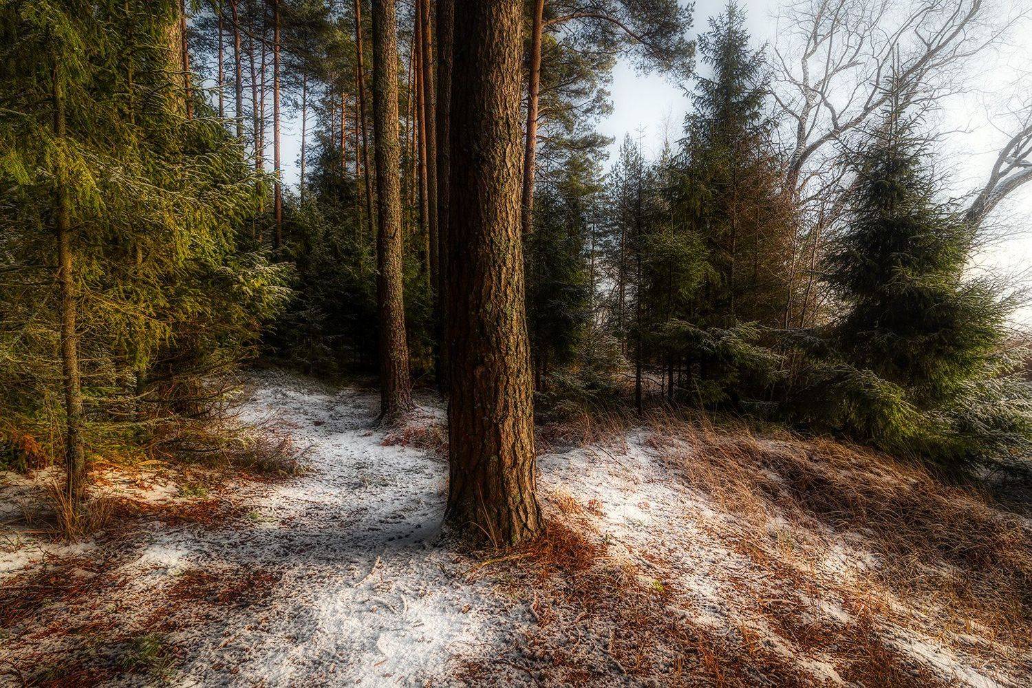 , Федотов Антон