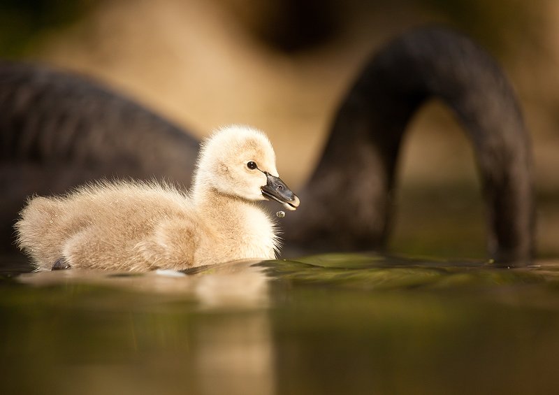 Black swan фото превью