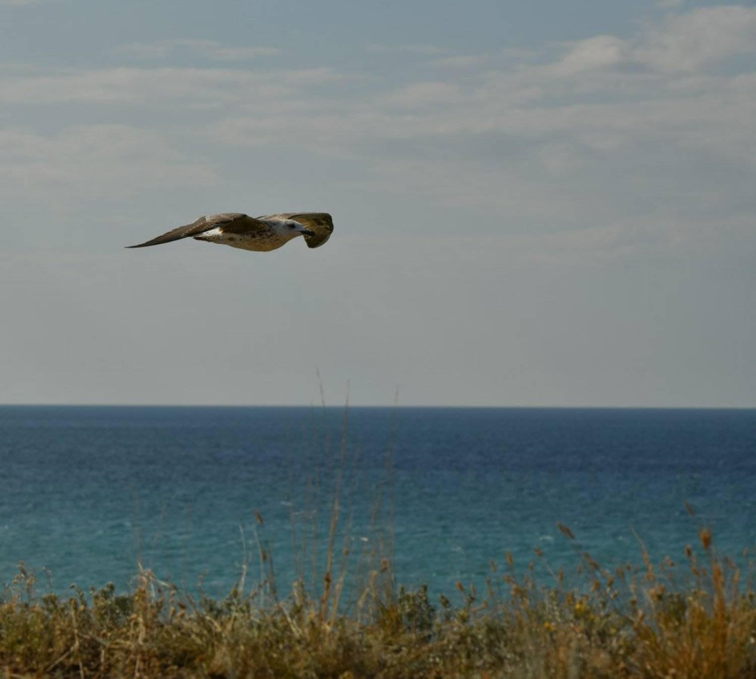 , Евгений Юрьевич Толкачев