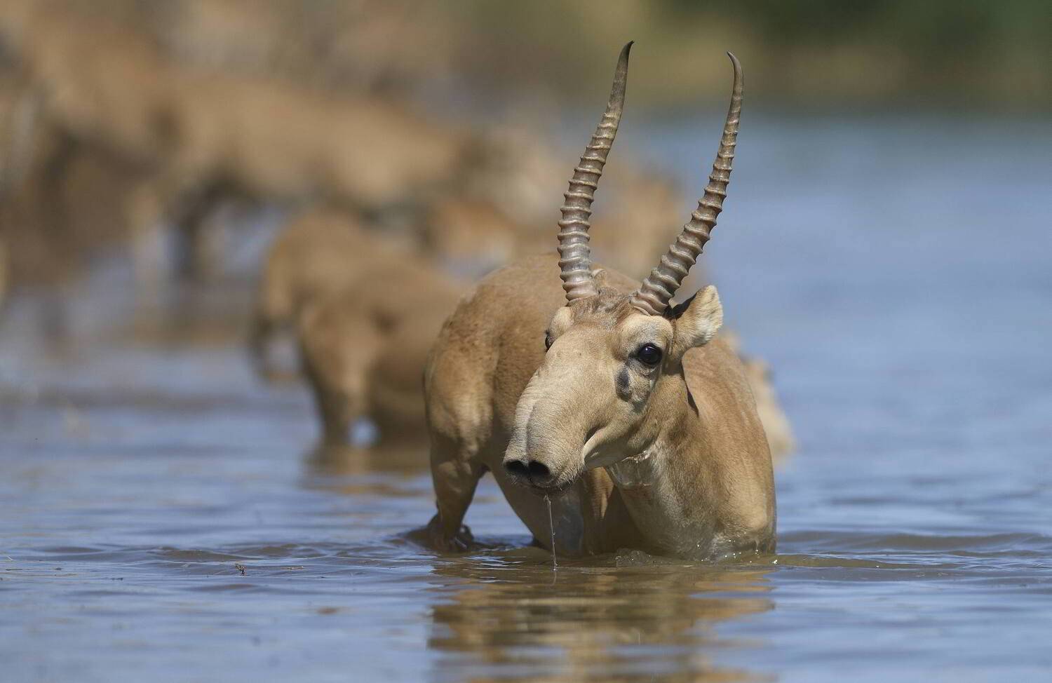 , Аникеев Владимир
