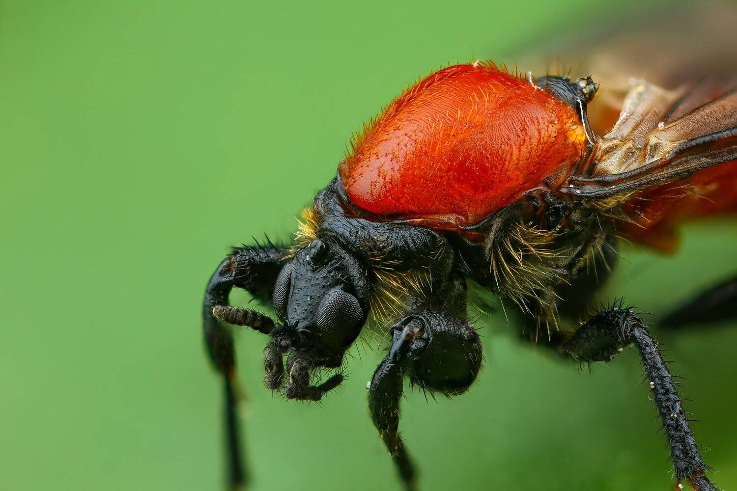 комар,макро,природа,портрет,цвет,зеленый,растение, Андрей Шаповалов