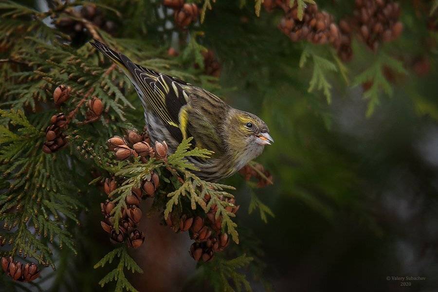 , Валерий Субачев