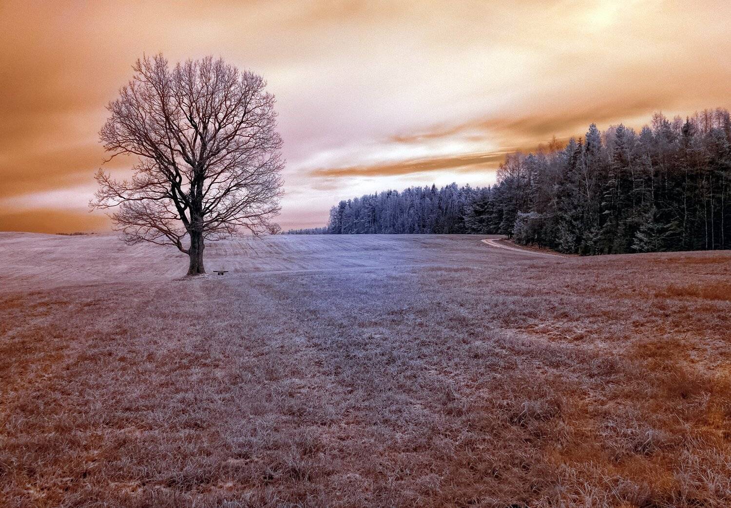 infrared,ик-фото,инфракрасное фото, инфракрасная фотография, пейзаж, осень, Sixten ( Сергей )