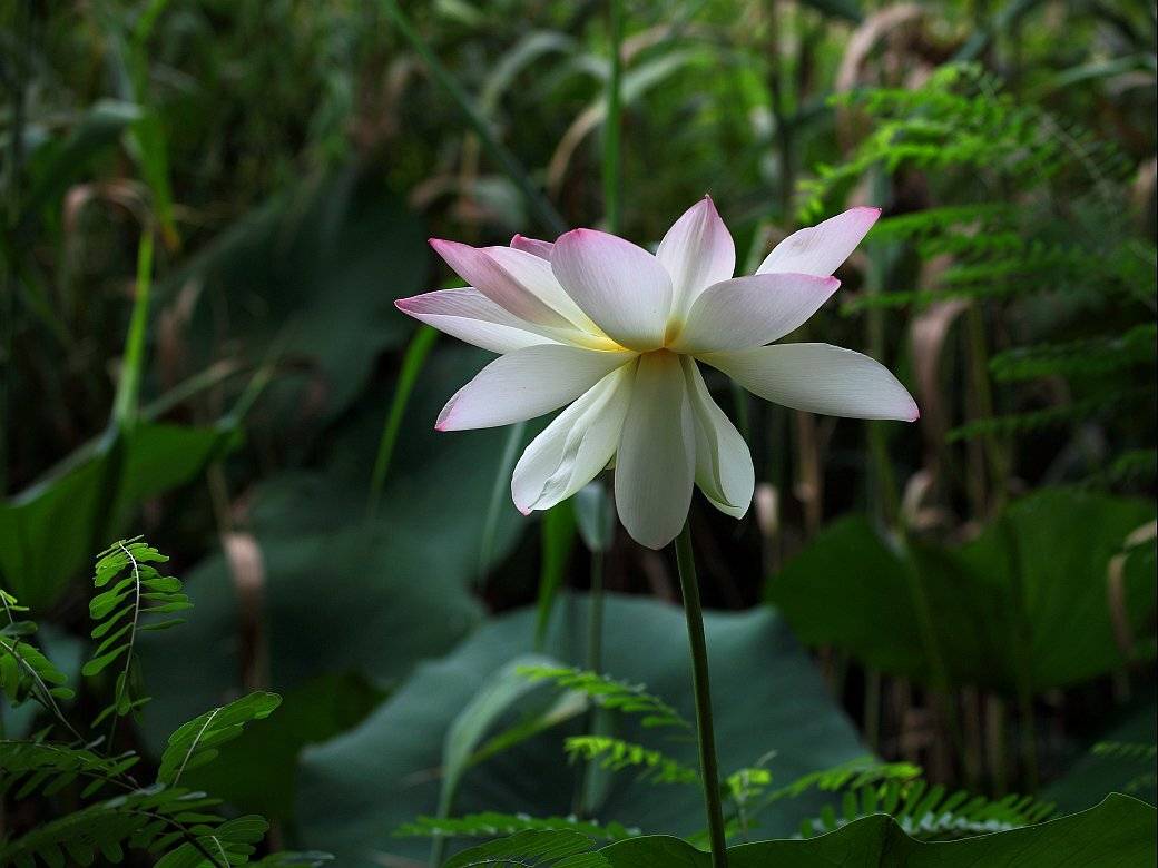 , Сергей Фудиненко