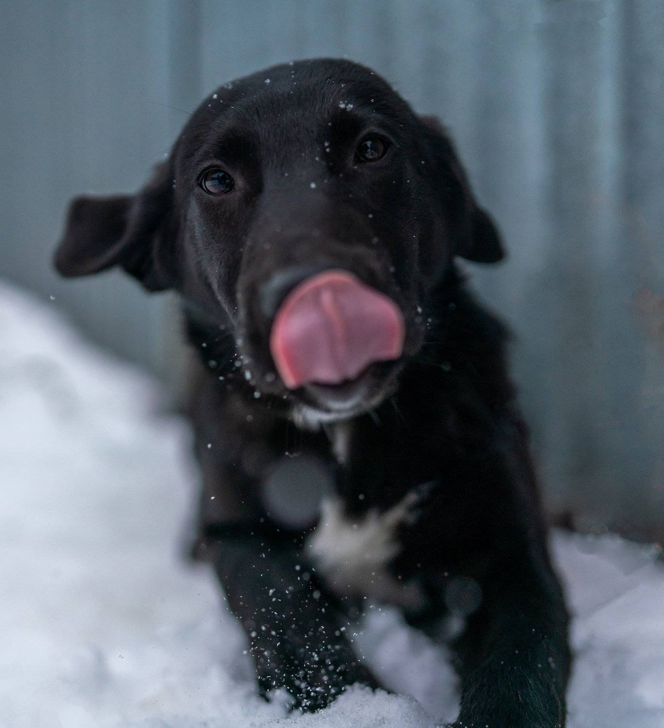 , Константин Дэм