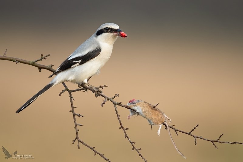 Skradzione serce ... dosłownie - Srokosz, Northern Shrike (Lanius excubitor) ... 2020r фото превью
