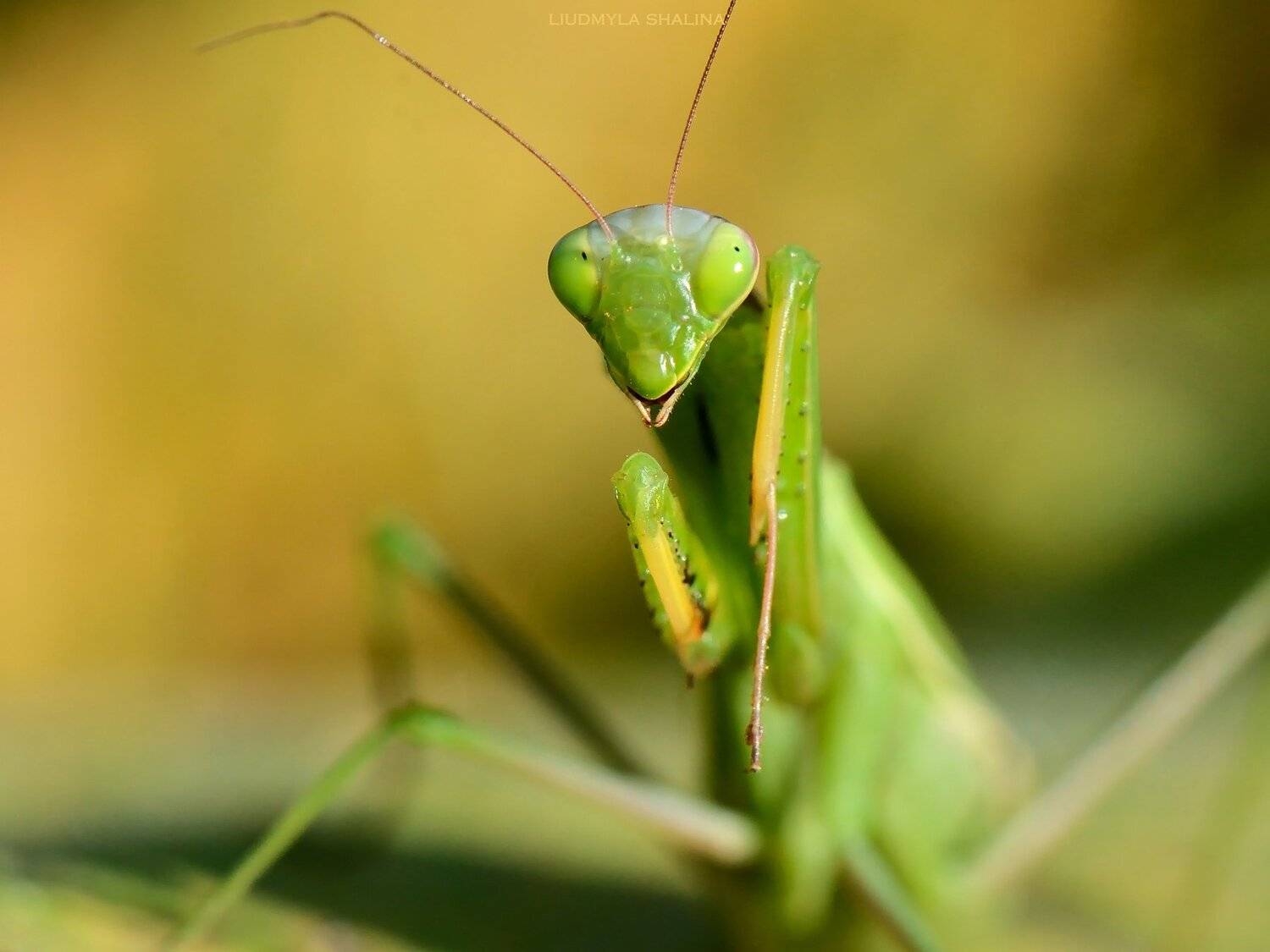 богомол , лето, Людмила Шалина