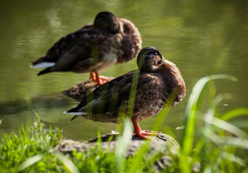 вода, пруд, птица, птицы, утка, утки утиные истории фото превью