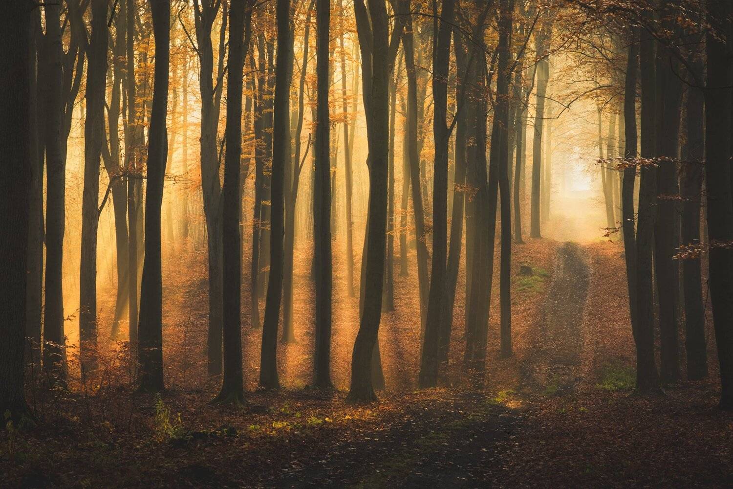 , Michał Tomczak