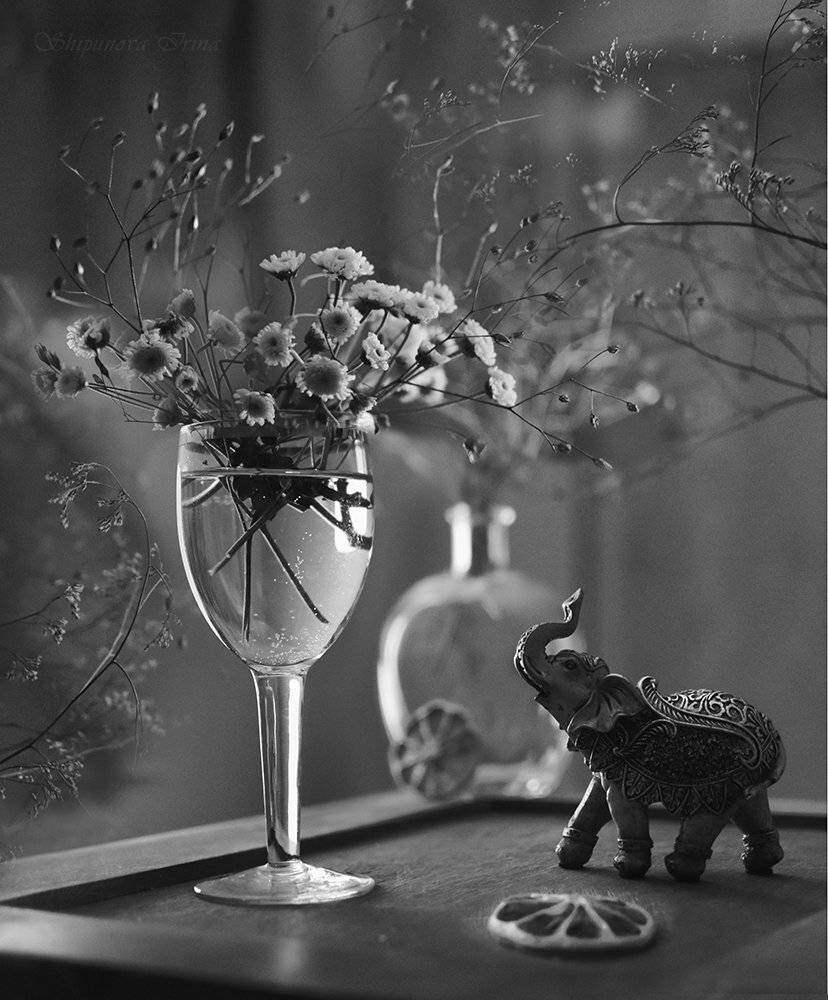 , Шипунова Ирина