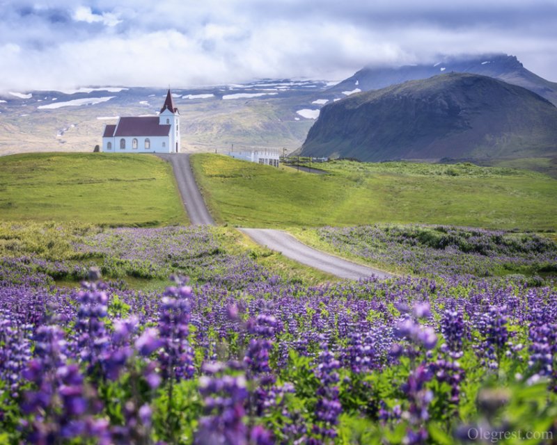 Lupines фото превью