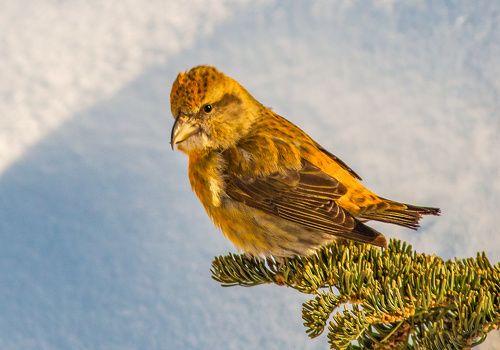 Клёст лесная певчая птица