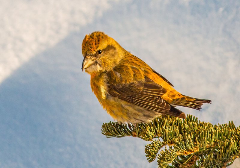 птицы,север,клесты,печора,зима,вьюрковые,анималистика,отдых,коми,фотоохота,birds, north, klesty, pechora, winter, finches, animalistics, recreation, komi, photo hunting, Клёст лесная певчая птица фото превью