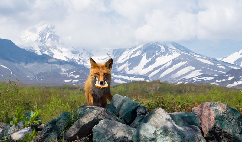 камчатка kamchatka Лисичкин хлеб  Камчатка. фото превью