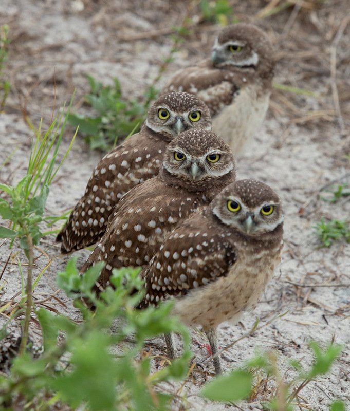 кроличий сыч, florida,burrowing owl, owl, флорида,сыч Burrowing Owls - Cычики фото превью