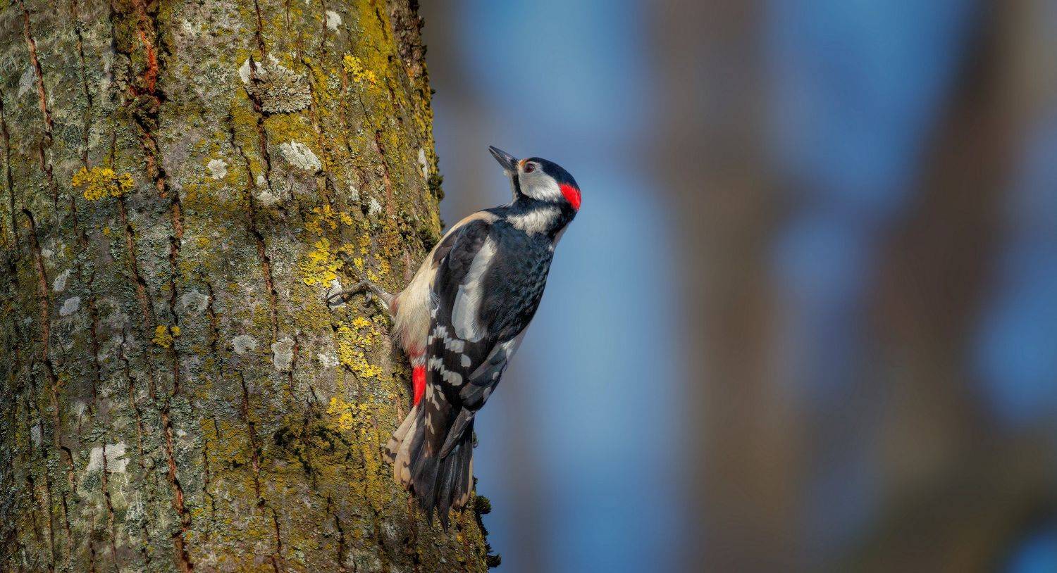 обработка, Alexander Plekhanov