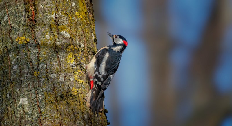 обработка БОЛЬШОЙ ПЁСТРЫЙ ДЯТЕЛ фото превью