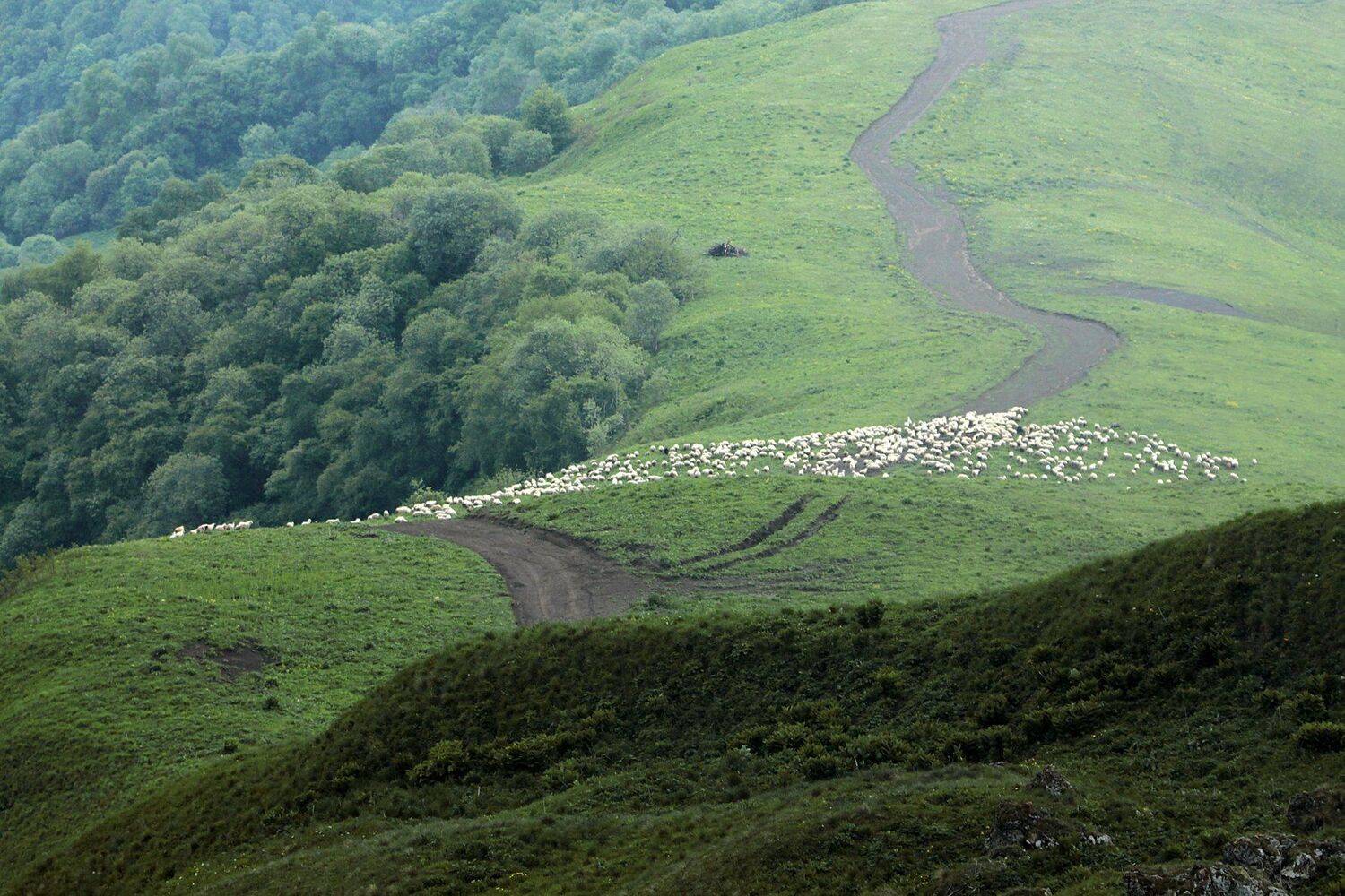 овцы,горы,пейзаж,горный пейзаж,весна,чечня,северный кавказ,, Marat Magov